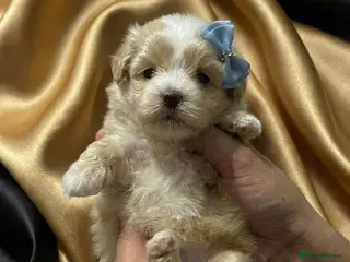 Maltipoo dogs 💫TOP QUALITY LUXURY F1 MALTIPOO LAST BOY❗🩵 - Advert 4