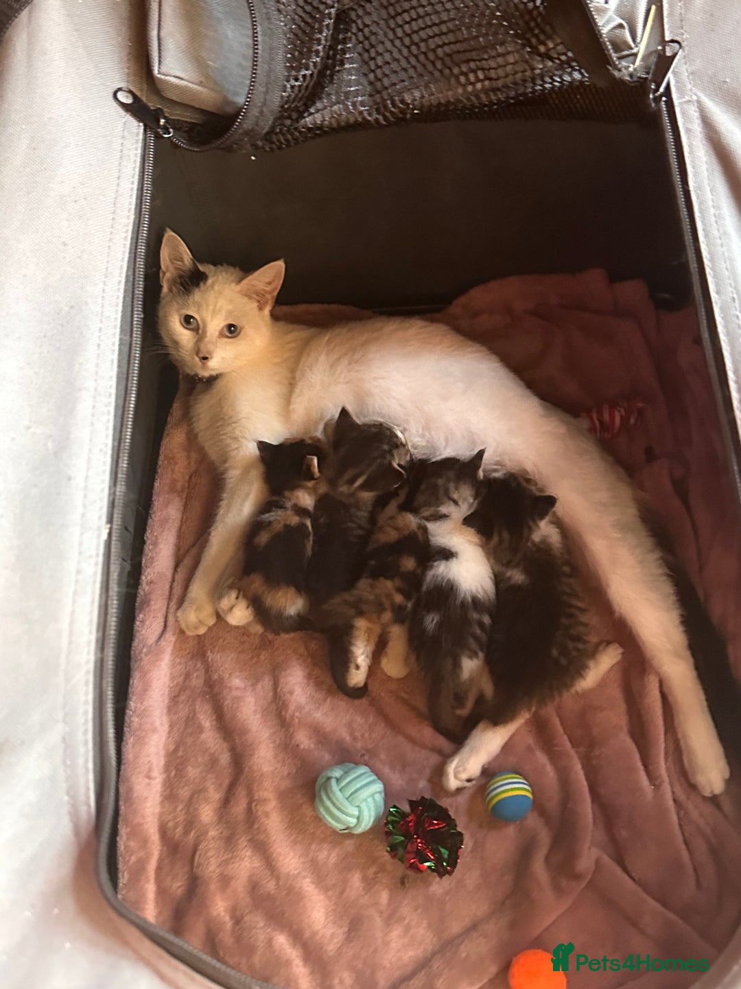 Mixed Breed cats for sale: Kittens for sale - Image 8