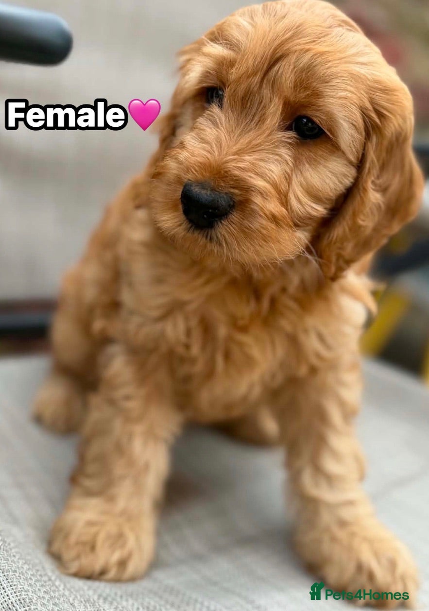 Cockapoo dogs F1B toy cockapoos ready to leave🤩 - Advert 4