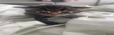 Mixed Breed Kitten 2
