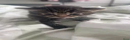 Mixed Breed cats for sale: 🐾 Adorable Male Kittens Looking for Loving Homes  - Advert 5
