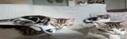 Mixed Breed cats for sale: Cute mixed kittens calico  - Advert 3