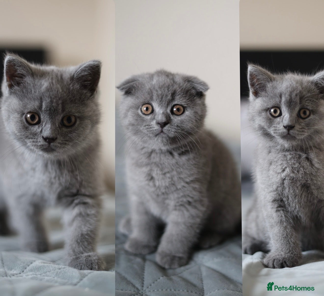 British Shorthair cats Available Now–3 Adorable Kittens 🐾 2 Girls&1 boy - Advert 1