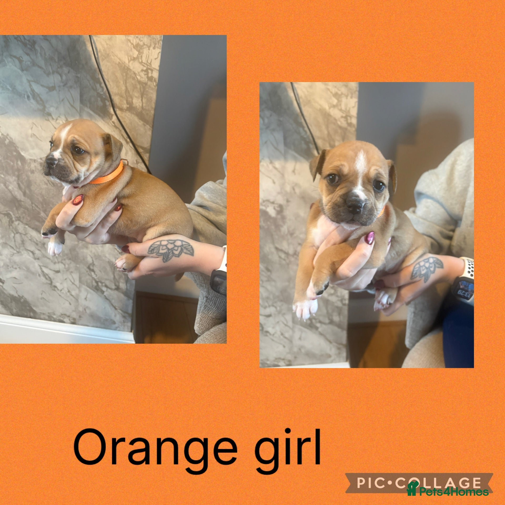 Mixed Breed dogs American bulldog / staffy puppies  - Advert 17