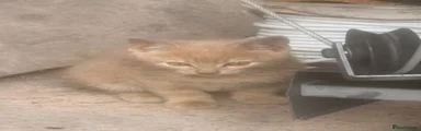 Kitten 2
