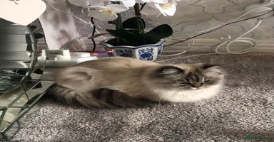 Persian cats - Advert 3