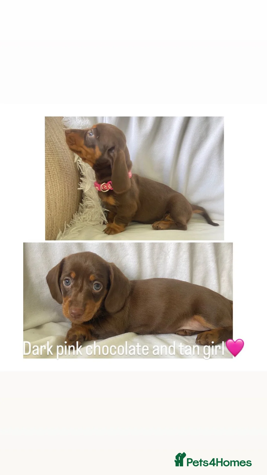 Dachshund dogs for sale: Dachshund puppies - Advert 2