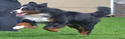 Bernese Mountain Dog dogs for sale: VERY SPECIAL GIRL LOOKING FOR VERY SPECIAL HOME - Advert 15