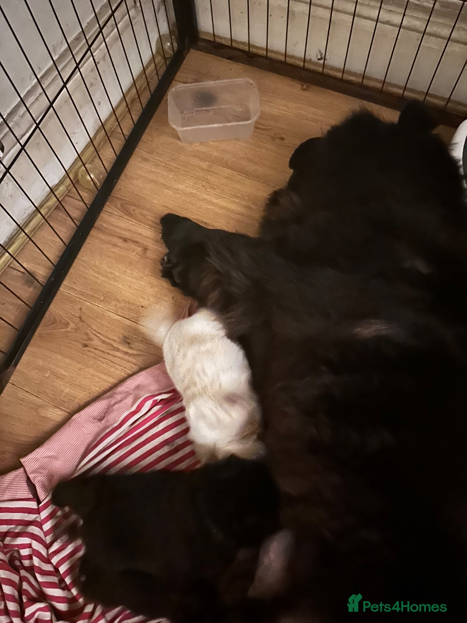 Chow Chow dogs for sale: Lilac Platinum Chow Chow Puppy KC Reg - Advert 4