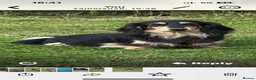 Miniature Dachshund dogs for sale: Stunning long haired miniature dachshunds  - Advert 2