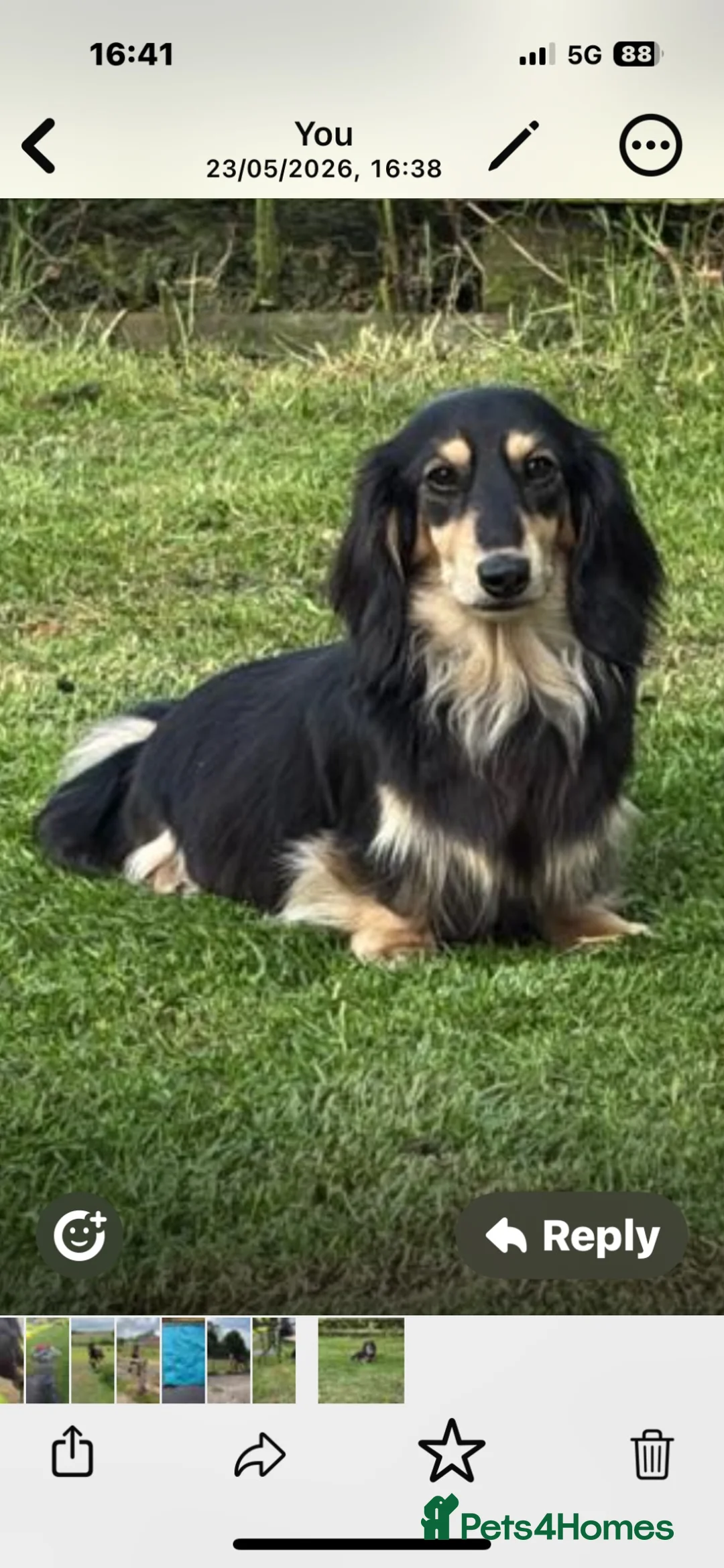 Miniature Dachshund dogs for sale: Stunning long haired miniature dachshunds  - Advert 2