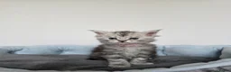 Maine Coon cats for sale:  Maine Coon Kittens Looking for Loving Homes!   - Advert 10
