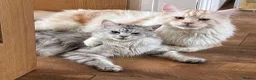 Maine Coon cats for sale: Maine coone kittens in Ebbw Vale - Advert 8