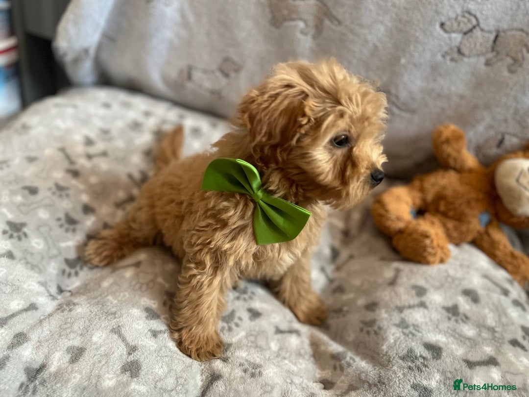 Miniature Poodle dogs for sale: 🐶 Miniature Poodle Puppies! 🐾 - Image 17
