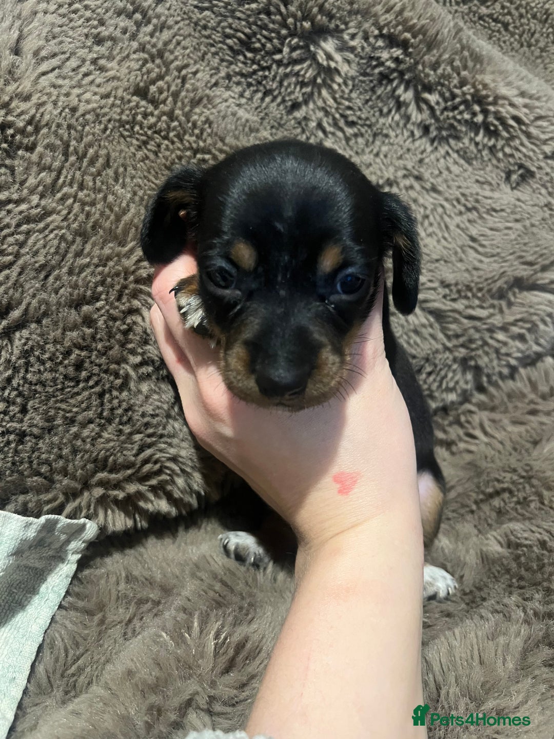 Miniature Dachshund dogs for sale: Miniature dachshund puppies - Advert 6