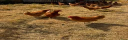 Chickens poultry for sale: ISA bovan browns  in Bargoed - Advert 4