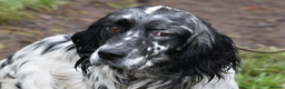 English Setter dogs for adoption: Rock  - Advert 18