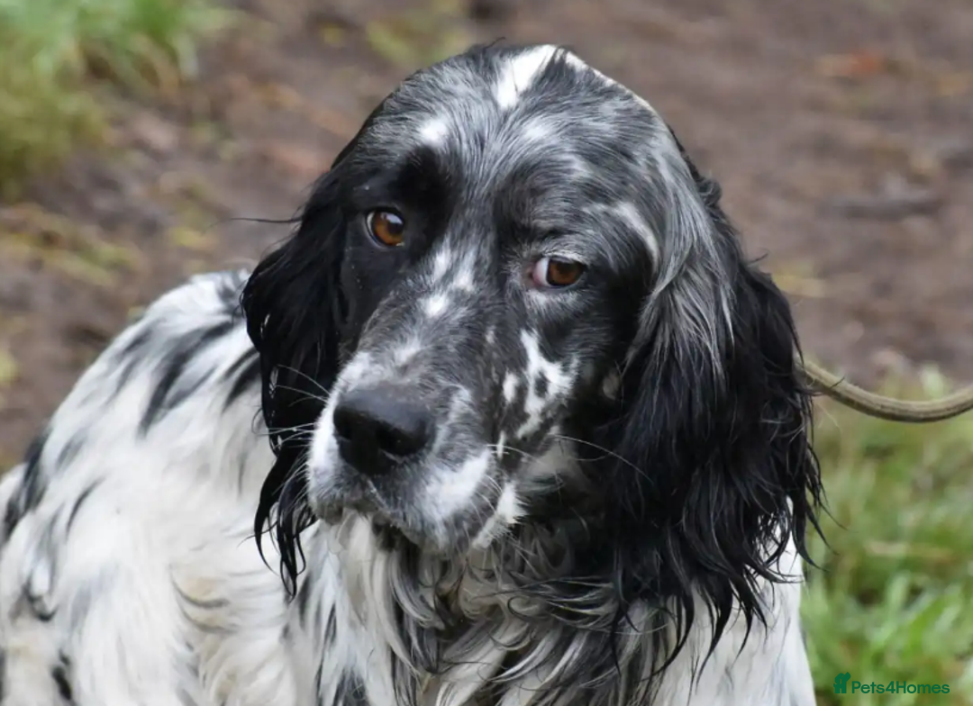 English Setter dogs for adoption: Rock  - Advert 18