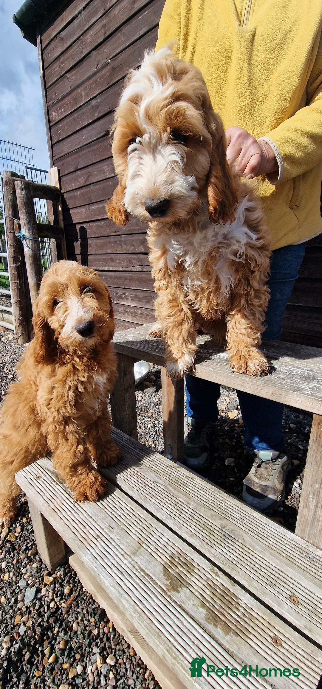 Cockapoo dogs for sale: Last f1 female cockapoo looking for a loving home - Image 7