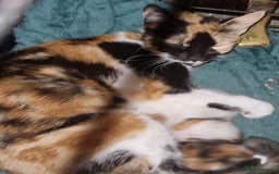 Mixed Breed cats for sale: Three kittens  - Image 7
