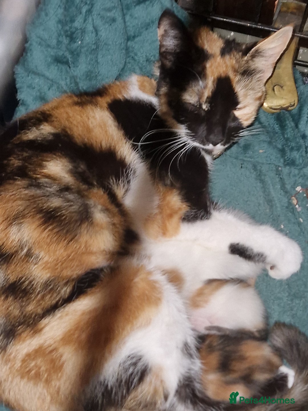 Mixed Breed cats for sale: Three kittens  - Image 7