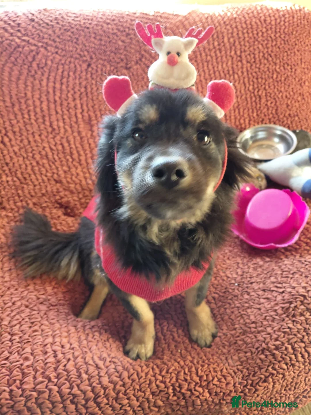 Mixed Breed dogs for adoption: ROBY, a superb puppy boy - for a Loving Home  - Advert 4