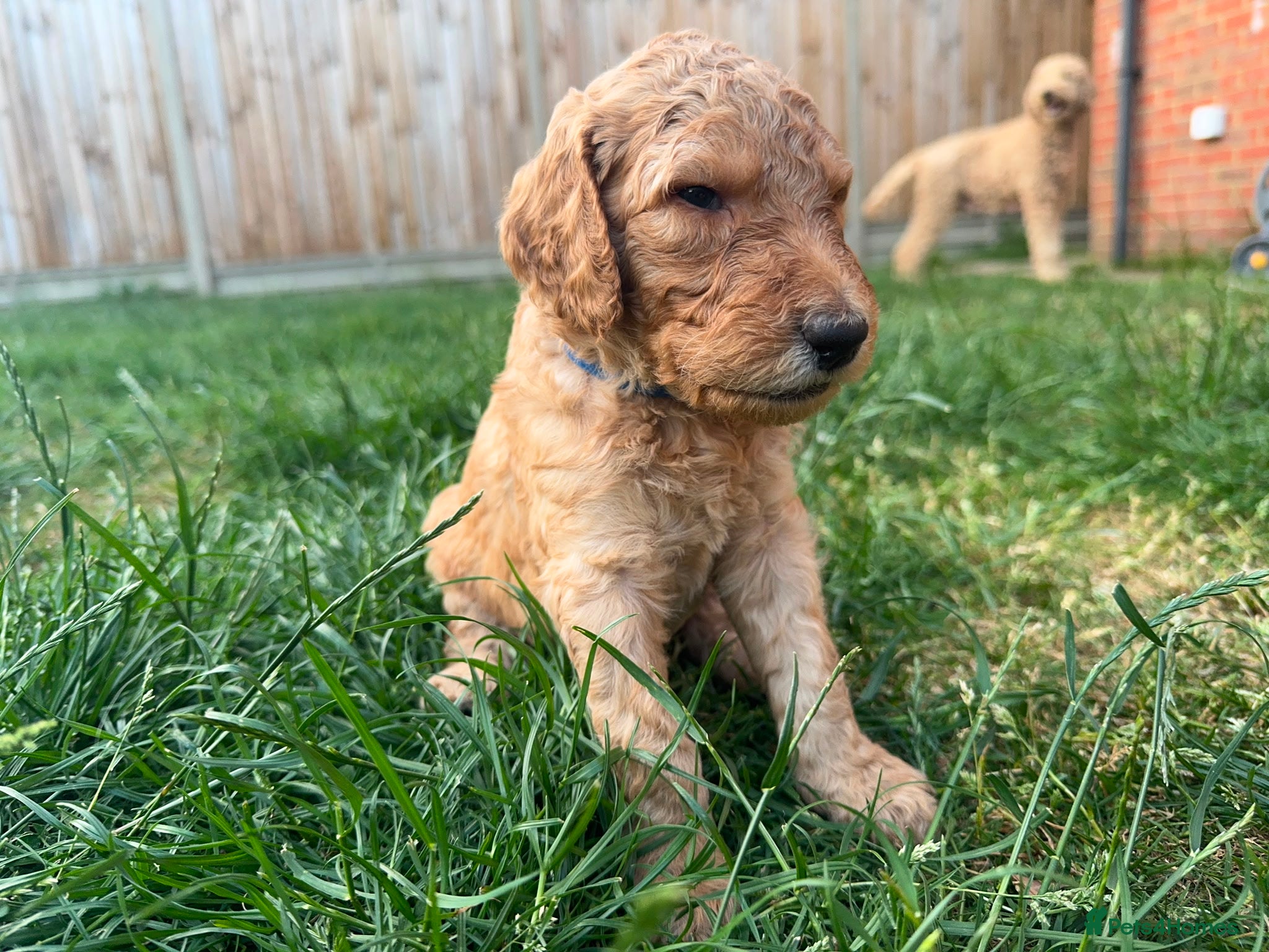 Goldendoodle dogs for sale: Stunning Goldendoodle Puppies in Herne Bay - Advert 24