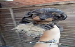 Cockapoo dogs for sale: Cockapoo Puppies (TOY) - Image 6