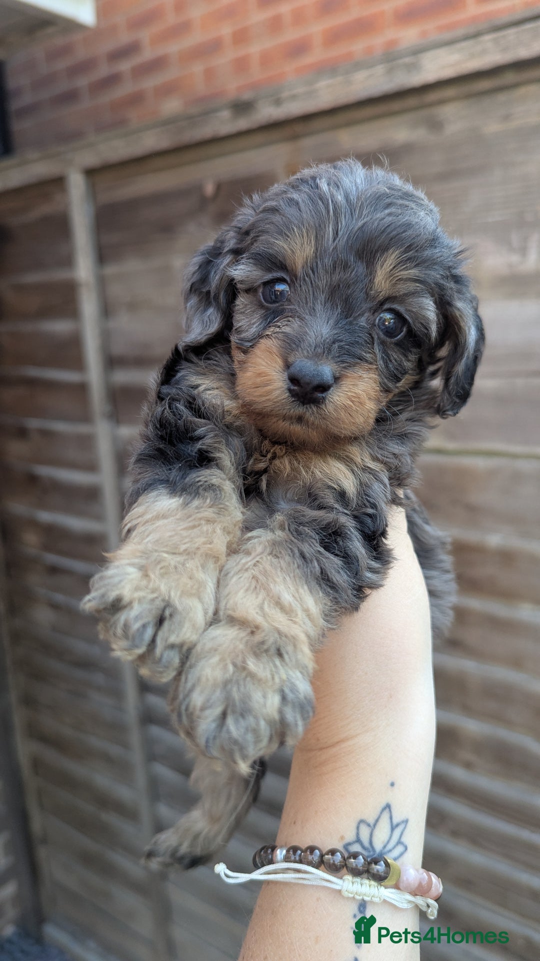 Cockapoo dogs for sale: Cockapoo Puppies (TOY) - Image 6