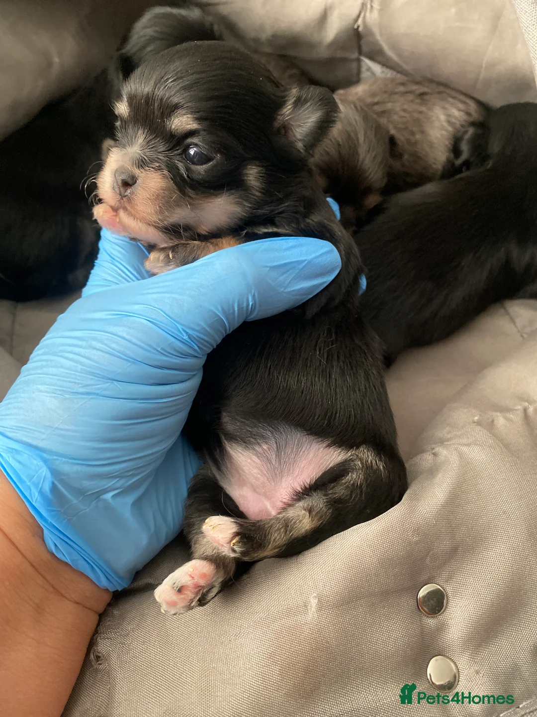 Mixed Breed dogs for sale: Adorable Tini malchi puppies  - Advert 19