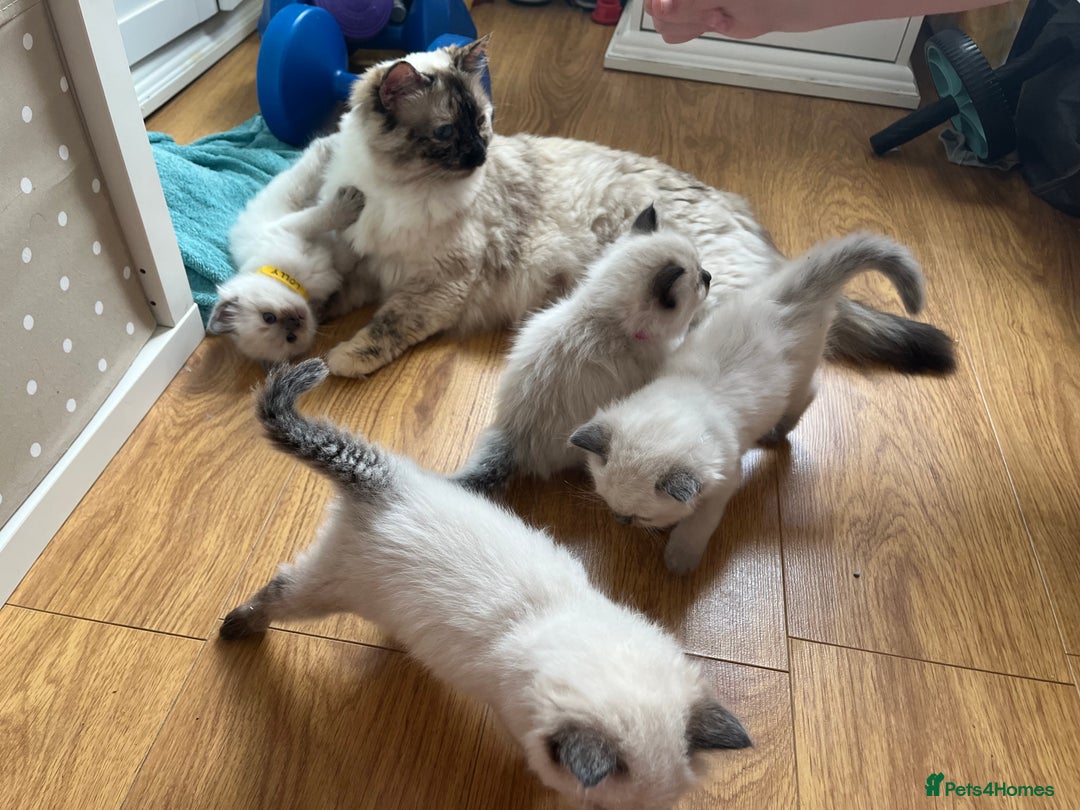 Ragdoll cats for sale: Ragdoll kittens  - Image 7