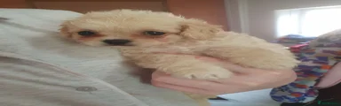 Chipoo 3