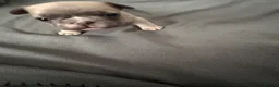 French Bulldog dogs for sale: Blue fawn KC registered French bulldog  - Advert 5
