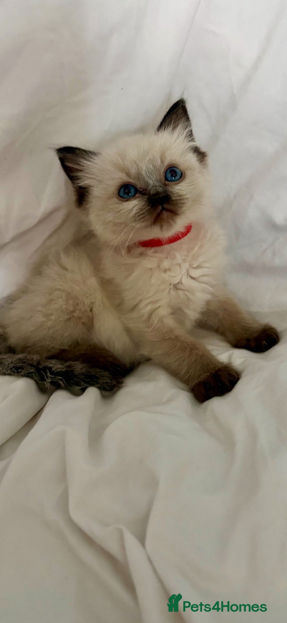 Ragdoll cats 🩷💙 Stunning GCCF kittens 💜❤️ - Advert 18