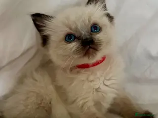 Ragdoll cats 🩷💙 Stunning GCCF kittens 💜❤️ - Advert 18