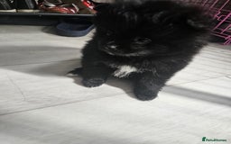 Pomeranian dogs for sale: 3 Pure Pomeranian, Boys Bear&Milo. Girl Ebony - Image 14