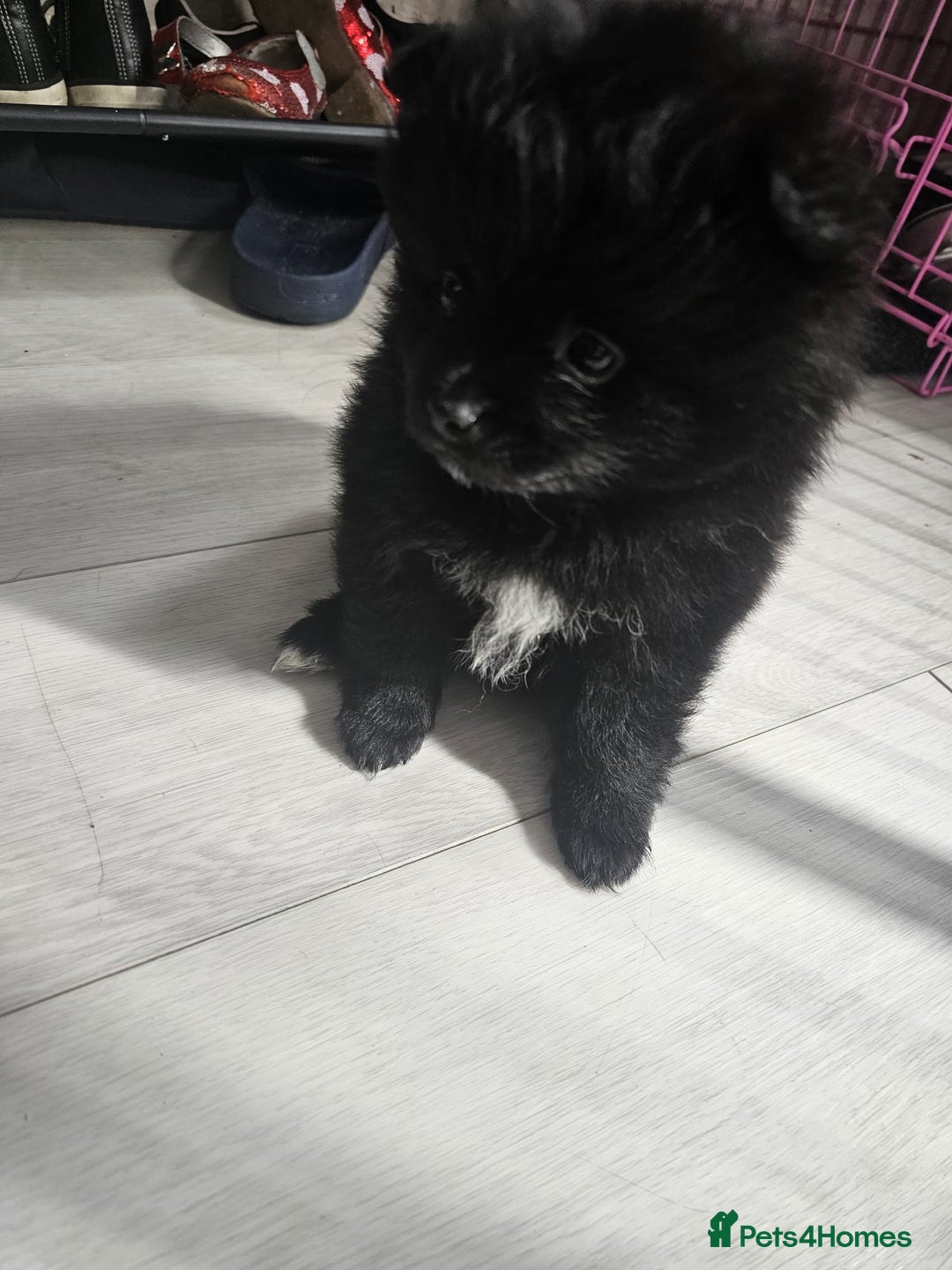 Pomeranian dogs for sale: 3 Pure Pomeranian, Boys Bear&Milo. Girl Ebony - Image 14