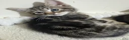 Domestic Shorthair cats for sale: Lovely tabby kittens - Advert 27
