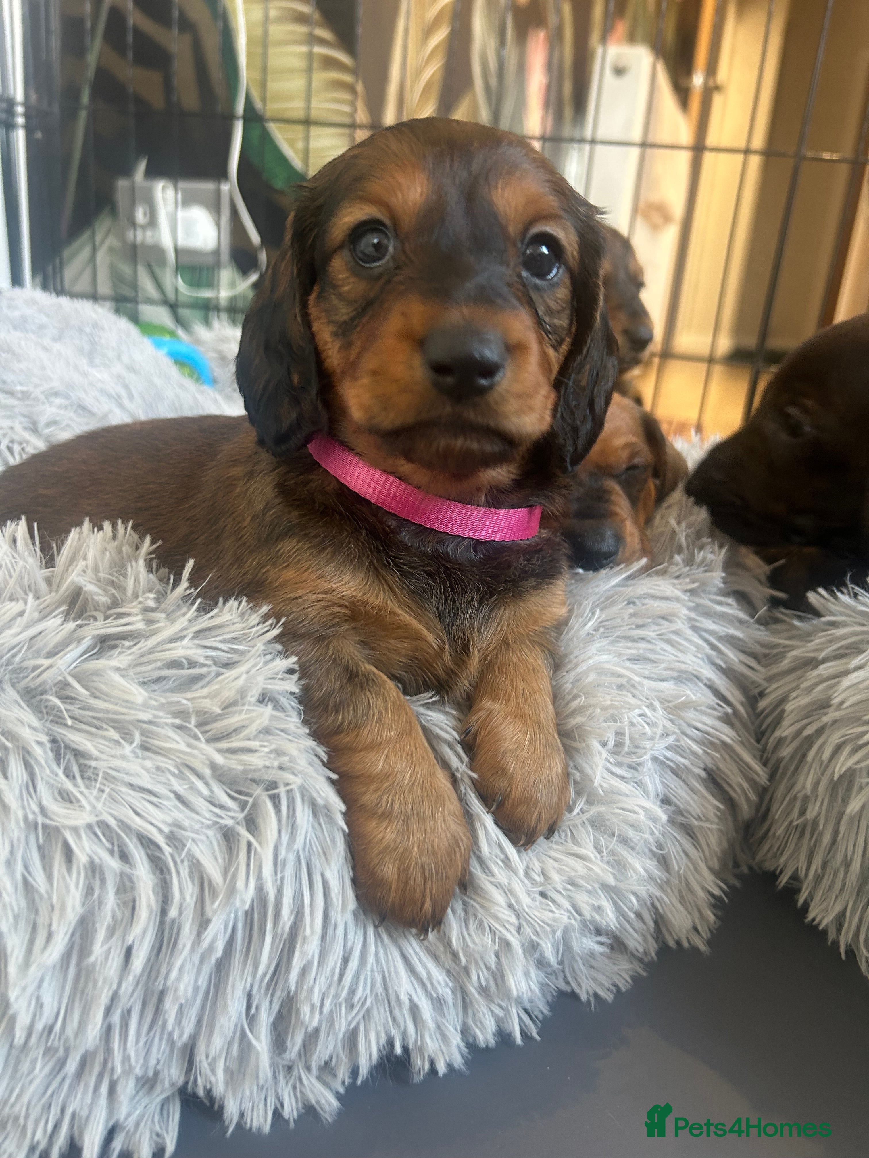 Dachshund dogs Stunning 5 generation KC standard dachshunds  - Advert 9