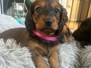 Dachshund dogs Stunning 5 generation KC standard dachshunds - Advert 9