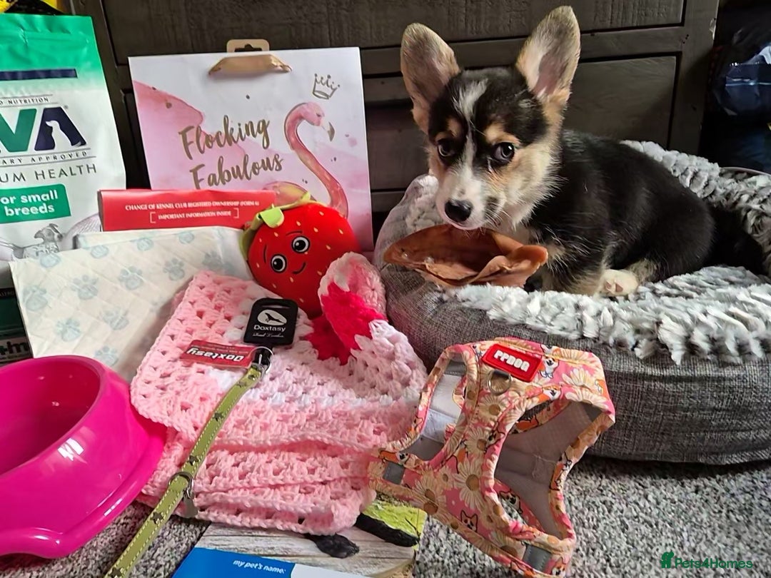 Welsh Corgi Pembroke dogs for sale: Kc reg 2 girls remaining bob & longtail - Advert 30