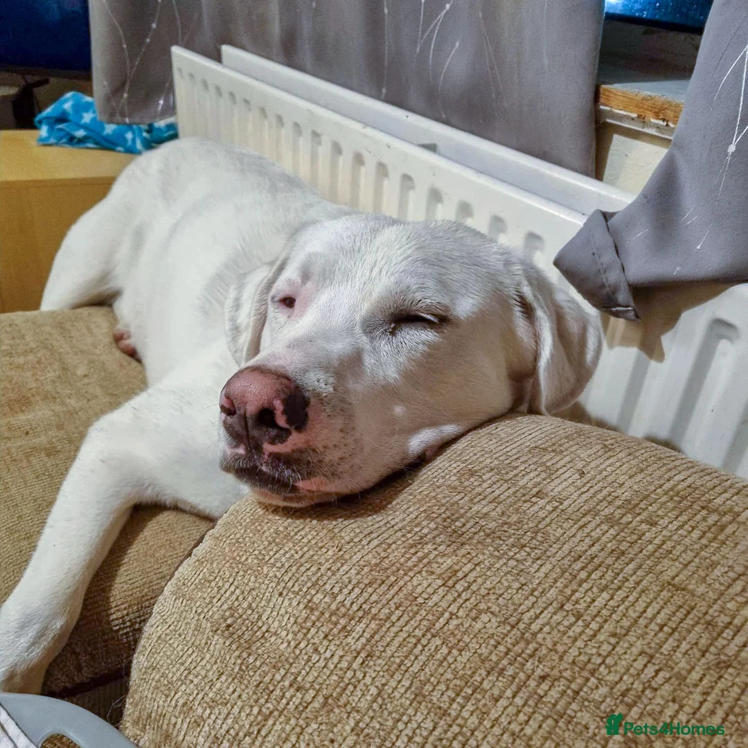 Mixed Breed dogs for adoption: DOUGIE - Like a Large Labrador - Advert 2