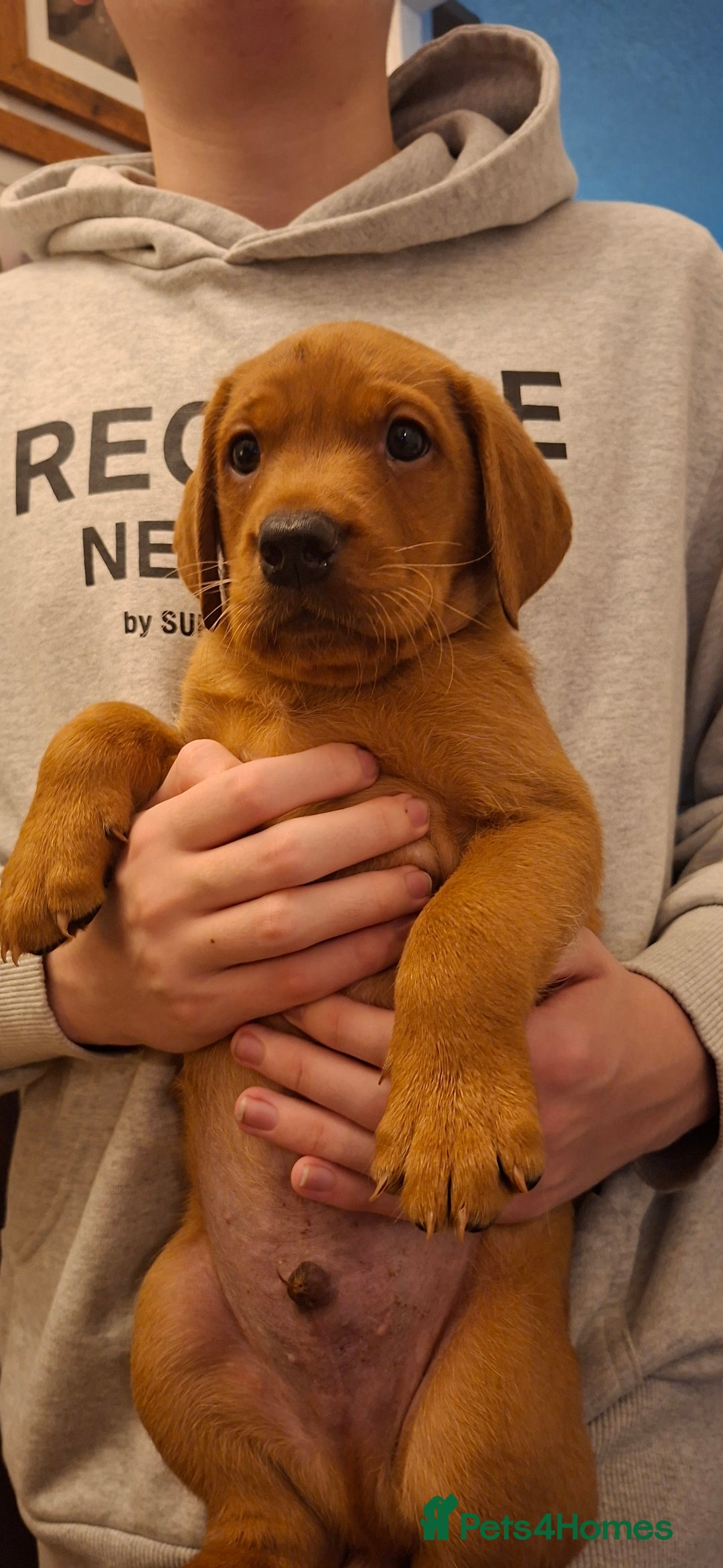 Labrador Retriever dogs for sale: KC registered Fox Red labrador puppies for sale - Image 2