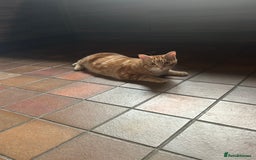 Domestic Shorthair cats for sale: 2 beautiful 8 month old kittens - Image 3