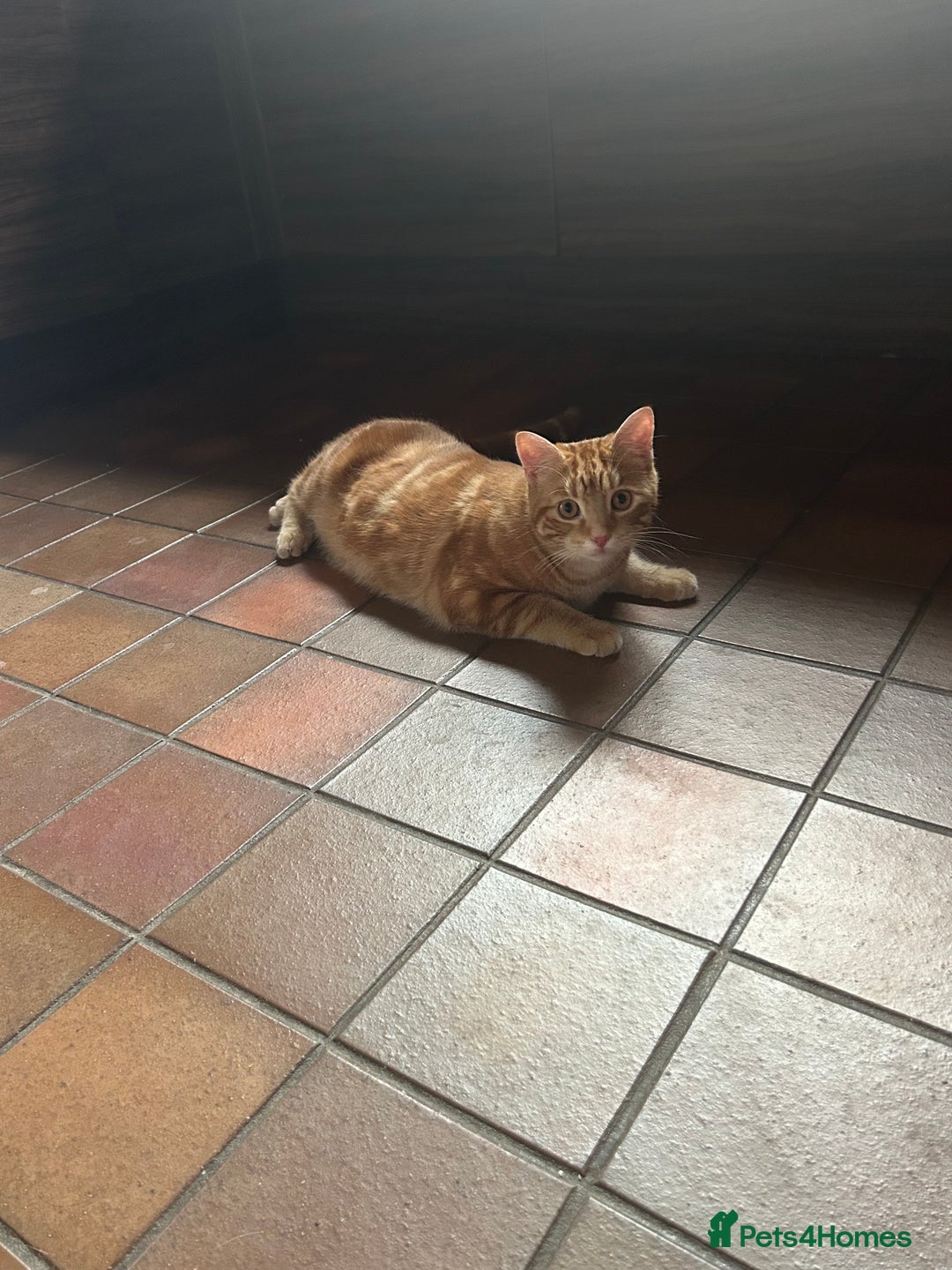 Domestic Shorthair cats for sale: 2 beautiful 8 month old kittens - Image 3