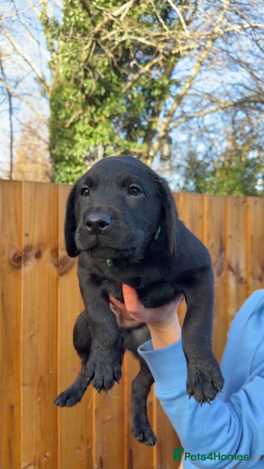 Labrador Retriever dogs for sale: Beautiful Pure Labrador Puppies –5 Available  - Advert 6