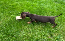 Miniature Dachshund dogs for sale: Miniature Dachshund Boys and Girls - Image 16