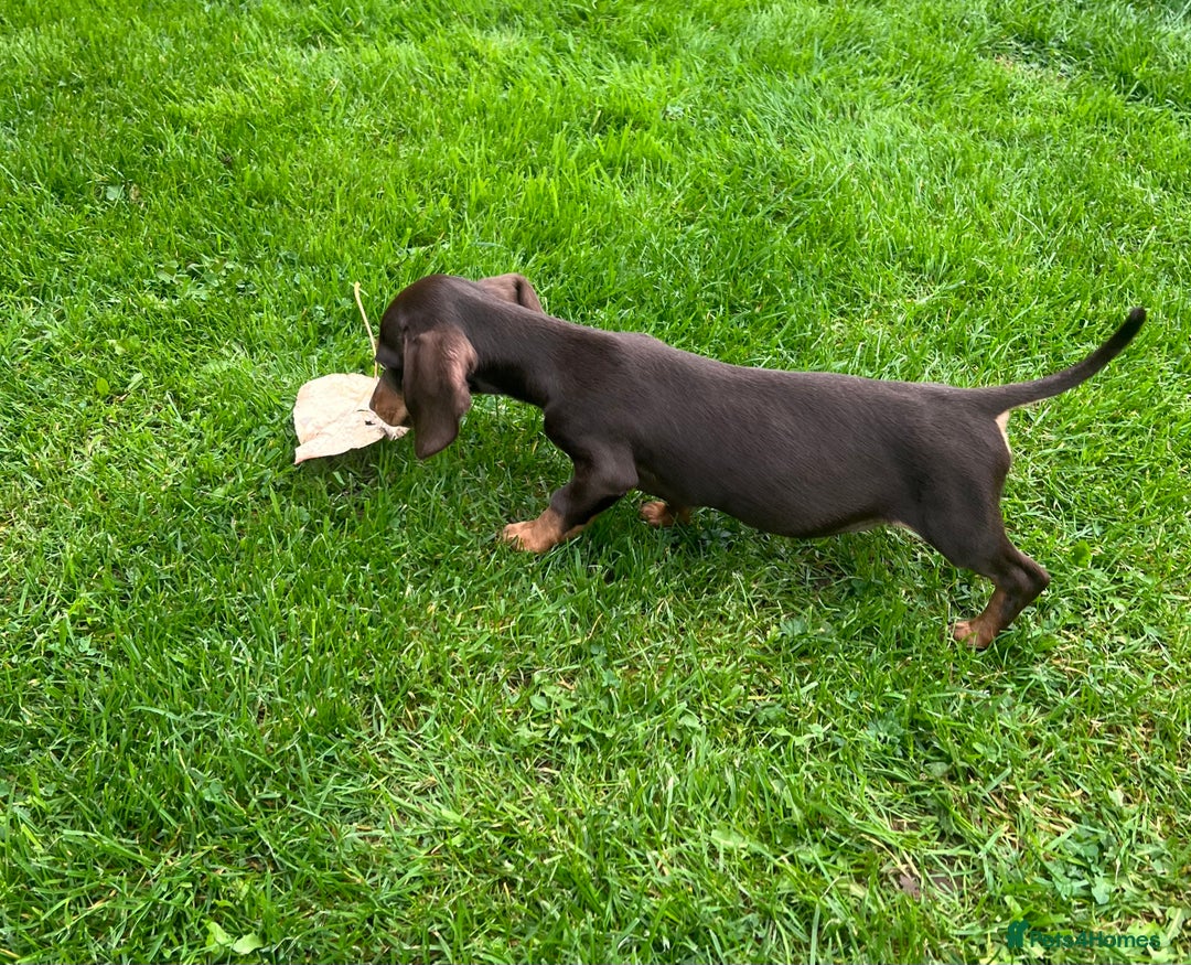Miniature Dachshund dogs for sale: Miniature Dachshund Boys and Girls - Image 16