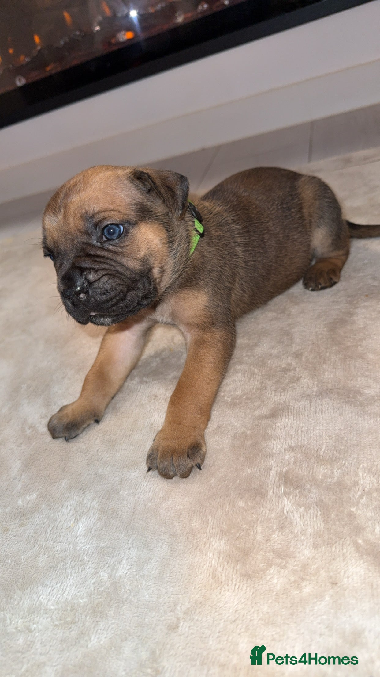 Cane Corso dogs ICF/ICCF Champion 6th GENERATION Cane Corso pups - Advert 2