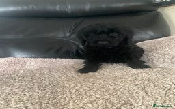 Cockapoo dogs for sale: Ready Now Beautiful litter of cockapoo puppies  - Image 6